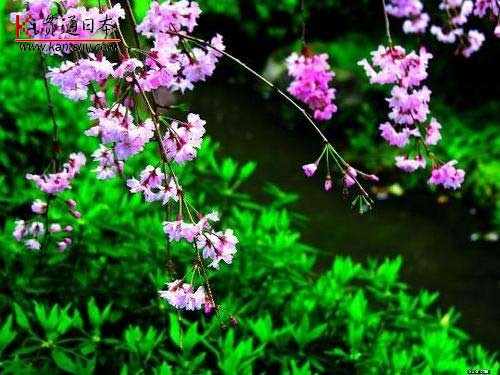 烂漫美景
