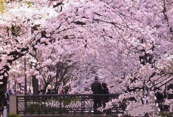 一大波旅行团靠近 拿好秘籍避开人潮去日本赏樱花