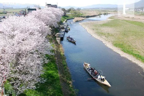 一大波旅行团靠近 拿好秘籍避开人潮去日本赏樱花