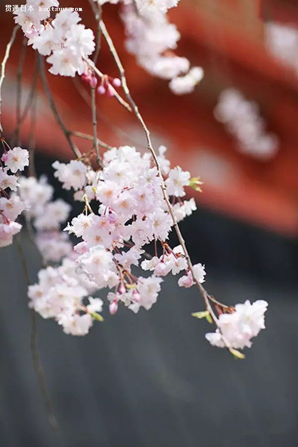 一大波旅行团靠近 拿好秘籍避开人潮去日本赏樱花