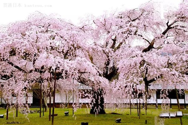一大波旅行团靠近 拿好秘籍避开人潮去日本赏樱花