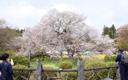 日本800年树龄山樱迎来观赏期