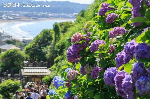 梅雨季赏绣球花!日本镰仓三处绣球花美景