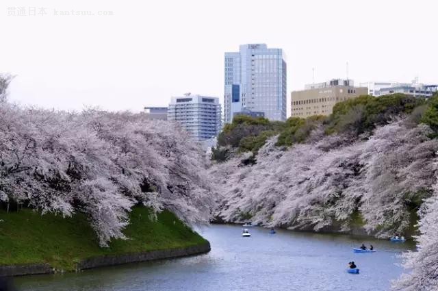 日本九州观光来渝推介 日本樱花季时间表出炉