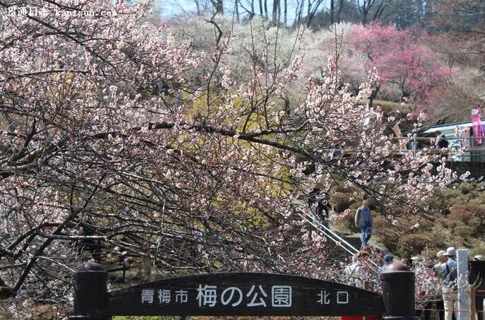 被马拉松带红的东京青梅市,寻访值得一游的旅游景点